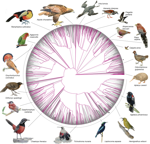 Dense Sampling of Bird Diversity Increases Power of Comparative Genomics