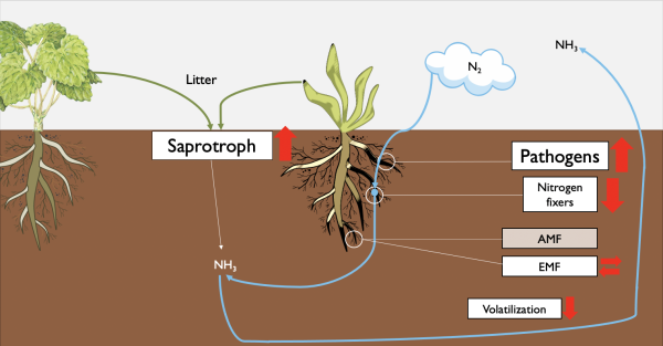Functional Shifts of Soil Microbial Communities Contribute to Invasion Success