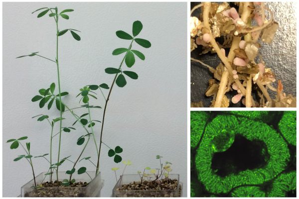 Investigating Transcriptional Responses in Plant-Rhizobia Symbioses