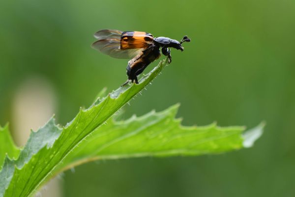 a black and orange beetle sitting on the tip of a leaf