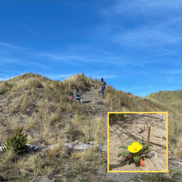 Graduate students conducting experiments on coastal dunes