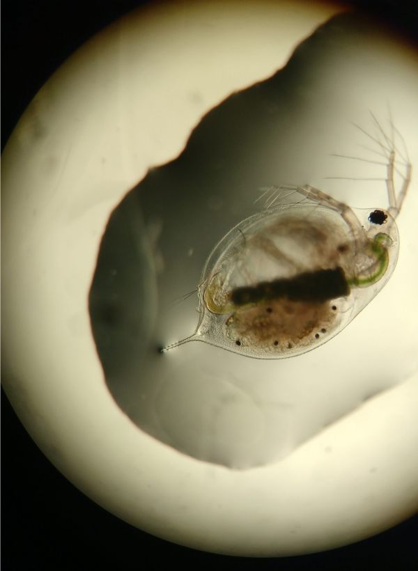 A Daphnia pulicaria zooplankton