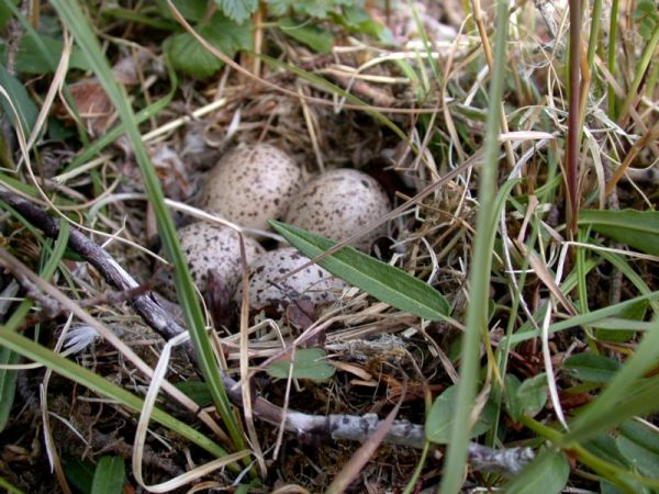 Eggs in a nest