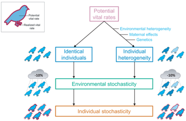 A conceptual framework for individual heterogeneity in vital rates.
