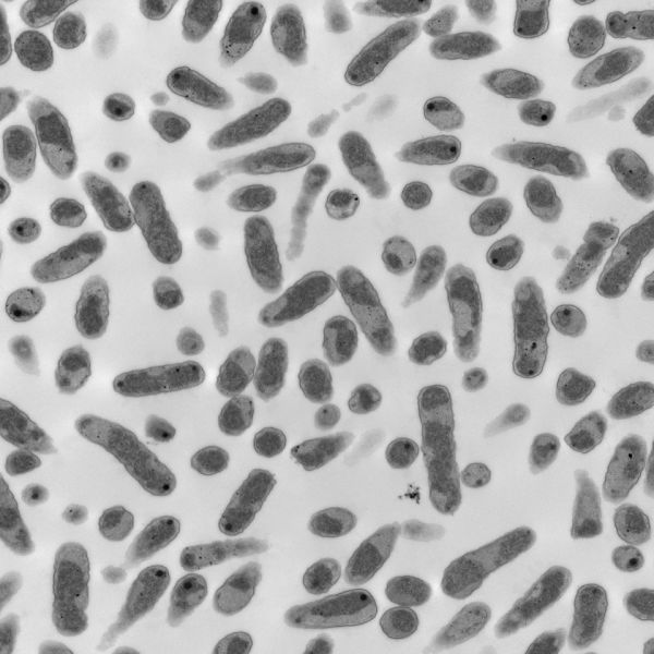 Microscopic organisms