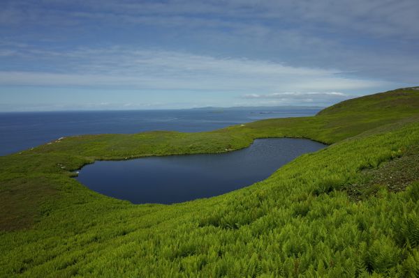 Seabird Population Decline Following European Settlement