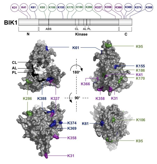 Identification of Ubiquitination Sites on Membrane-Associated Proteins in Arabidopsis