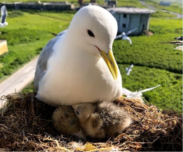 The Effects of Weather on Avian Growth and Implications for Adaptation to Climate Change