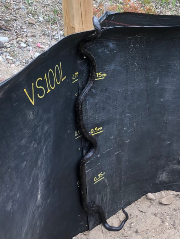 Species-Specific Conservation Strategies to Minimize Gray Ratsnake Road Mortality