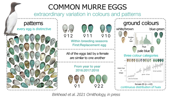 Common murre eggs abstract