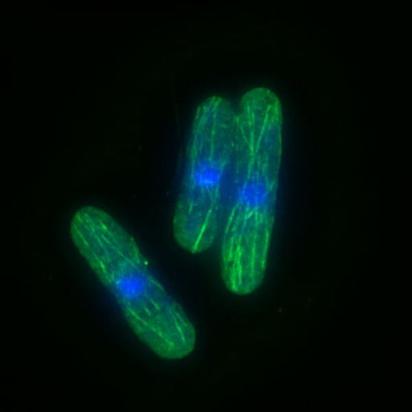 Microscopic organisms