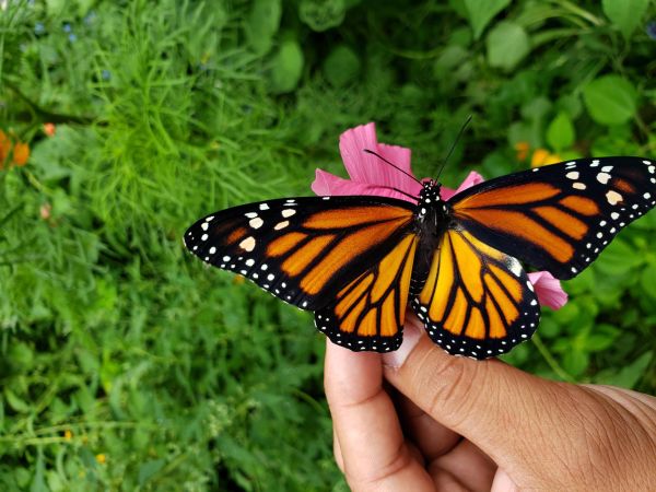 monarch