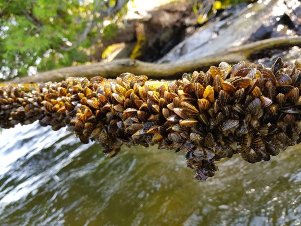 Are Current Watercraft Decontamination Measures Effective Against Aquatic Invasive Species?