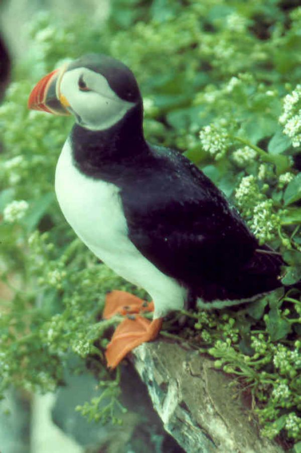 Puffin