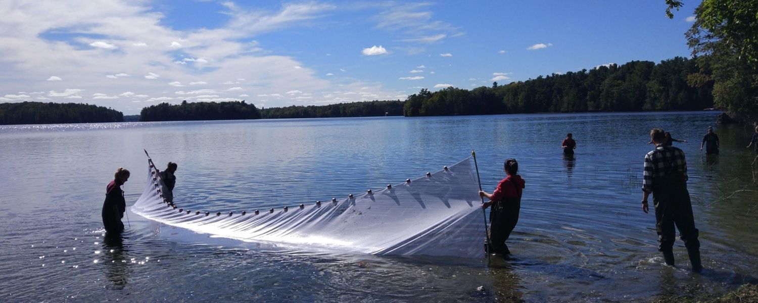 BIOL 300 PM Sasha Main and friends 2 The photo is by Sasha Main and the students are seining for fish (biodiversity survey)