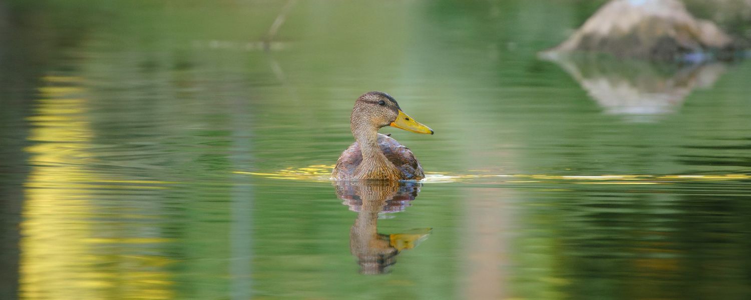 A duck swimming in the water