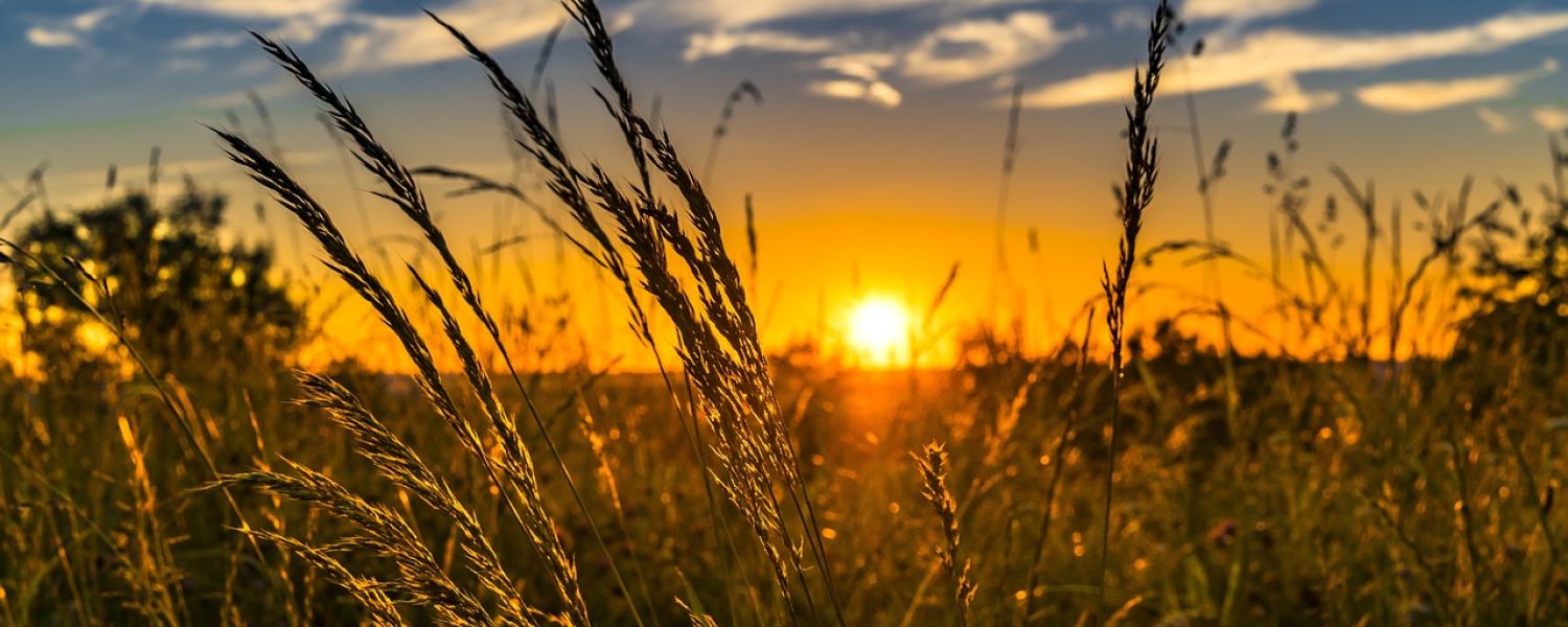 Summer Wheat Field