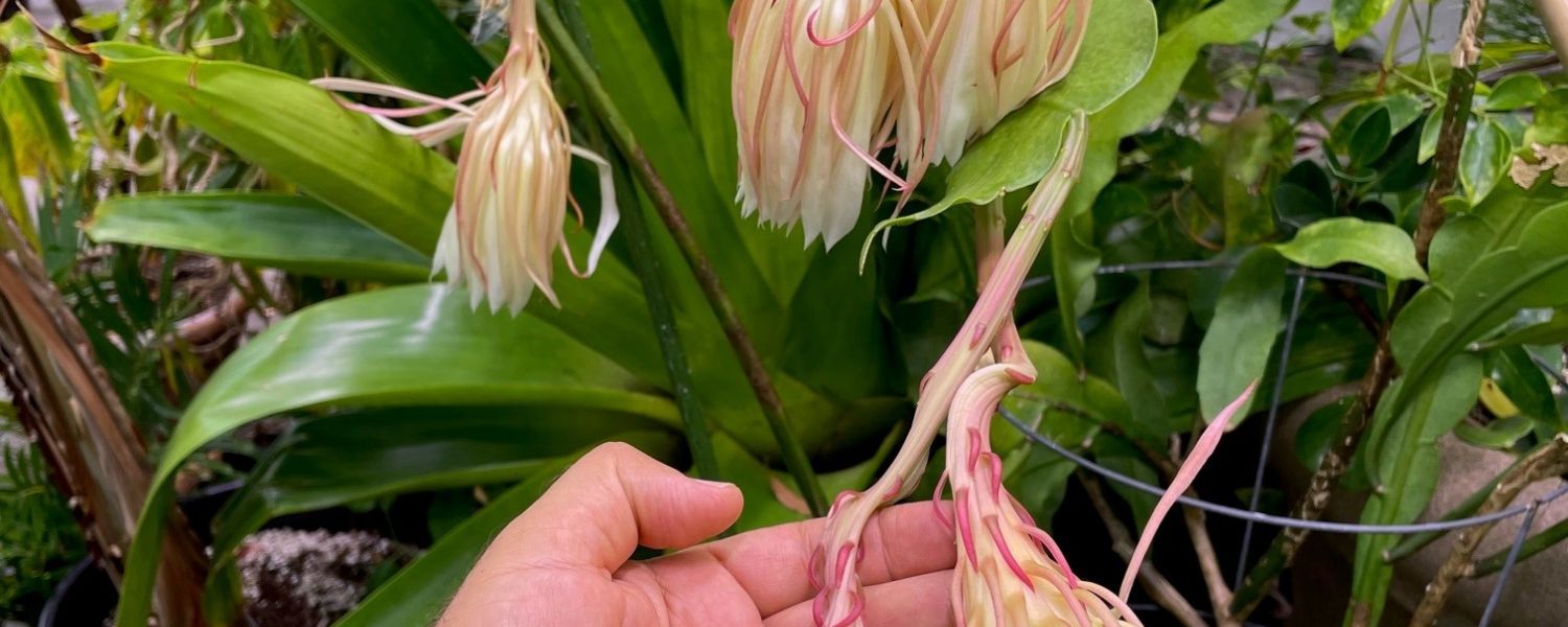 Epiphyllum Oxypetalum 