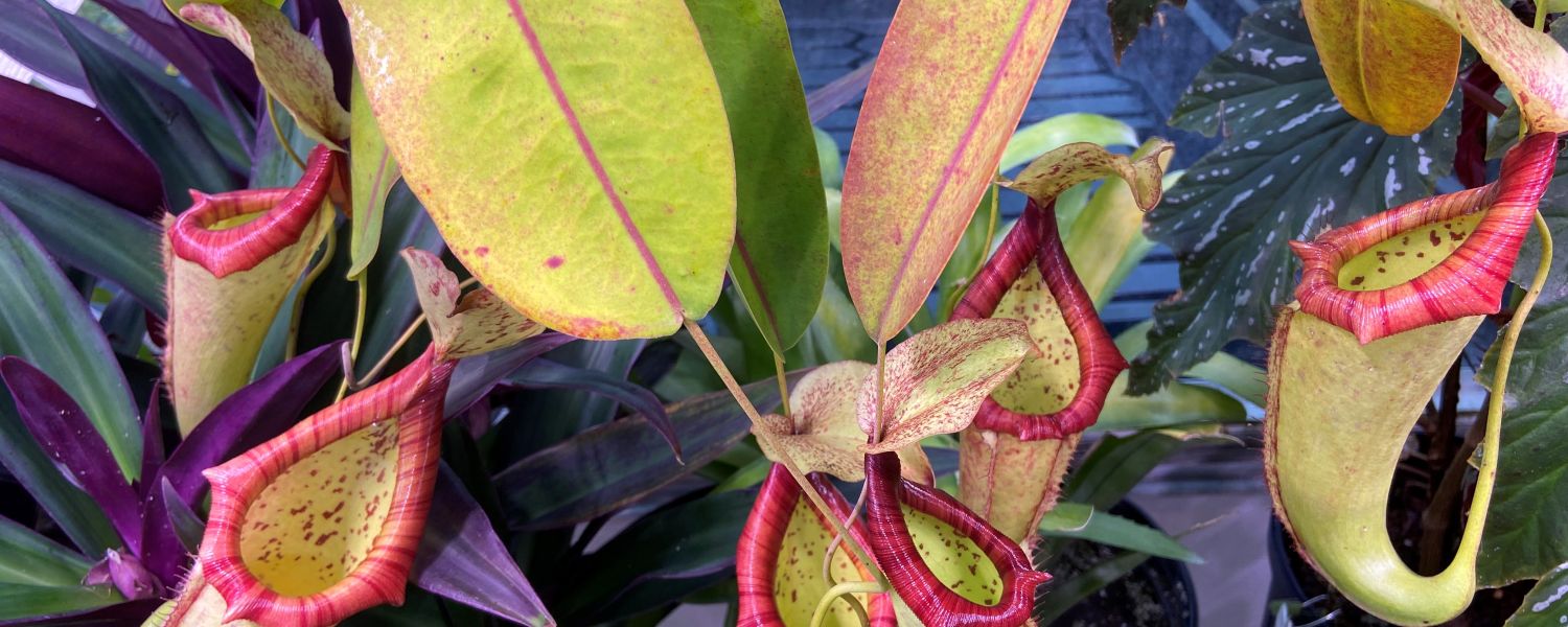 Pitcher Plants