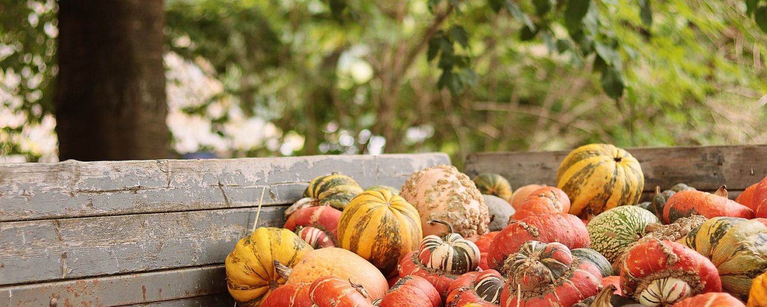 pumpkins on a bench