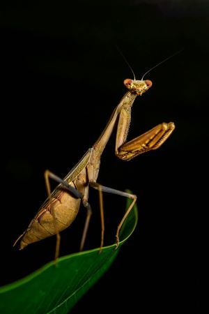 Upclose shot of praying mantis