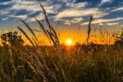 summer wheat field and sunset in the background