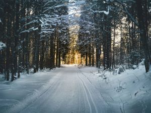 snowy road through a forest