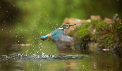 bird in flight