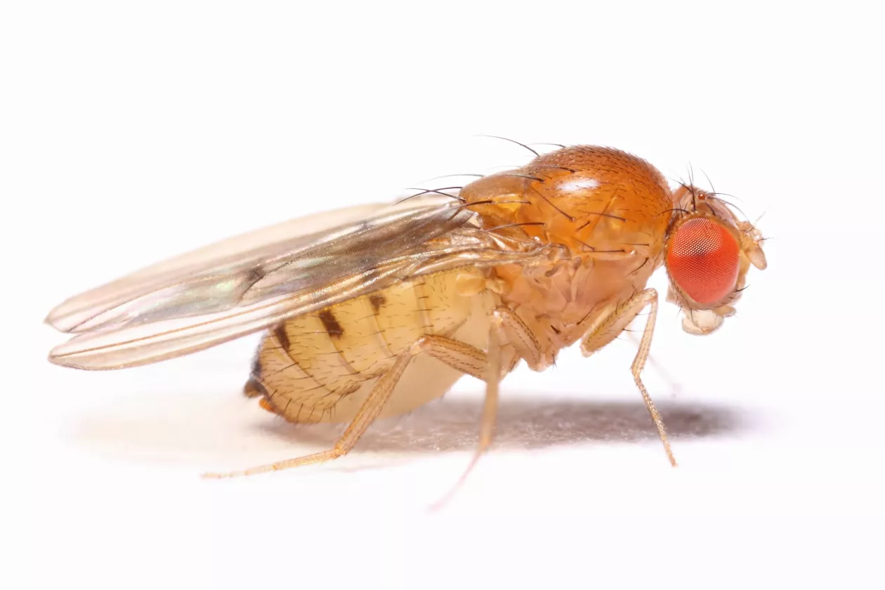 Drosphila melanogaster