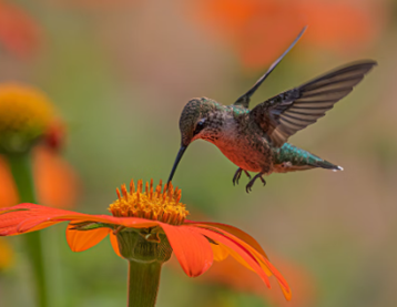 Hummingbird