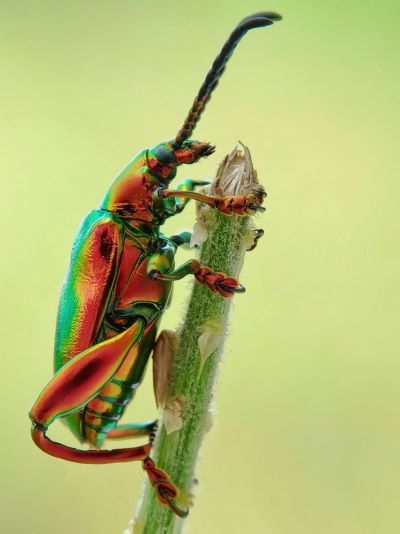 close up of a multi coloured beetle