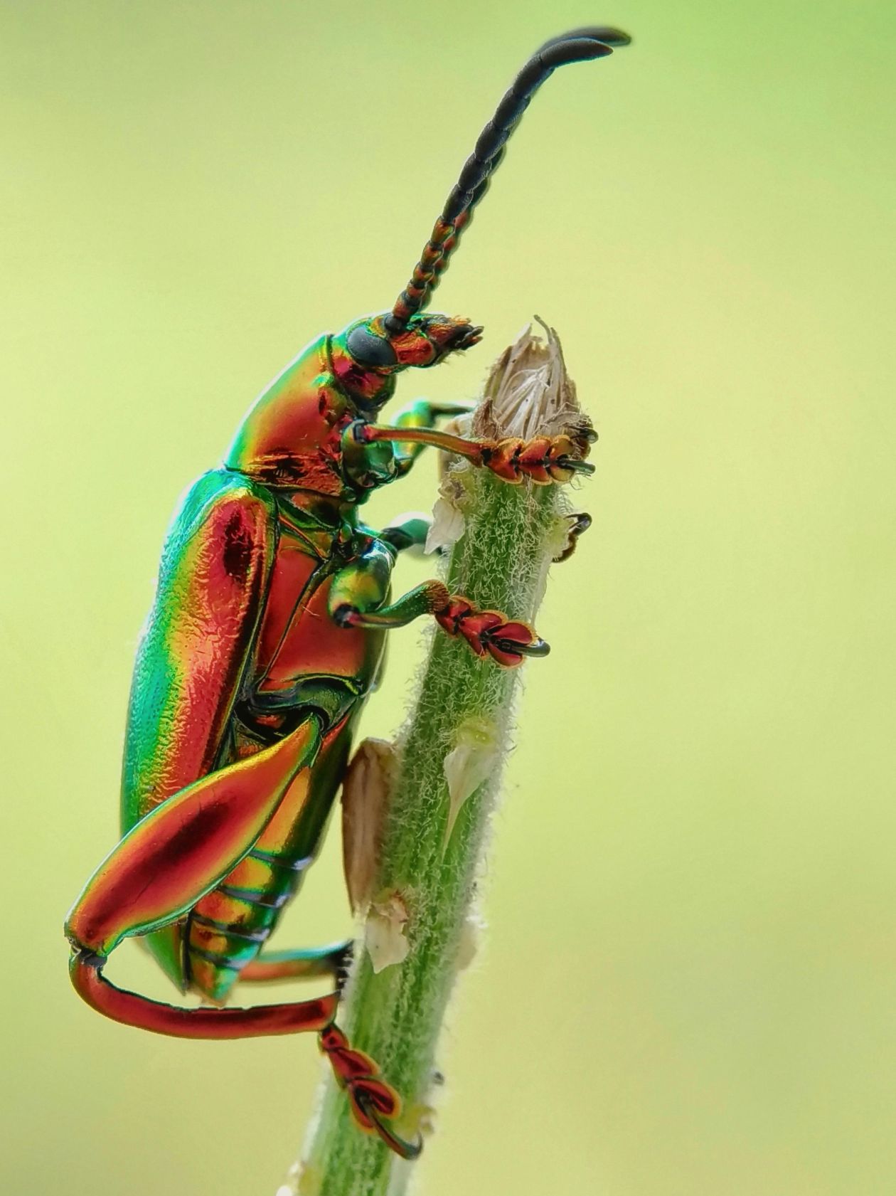 Close up of beetle on a branch