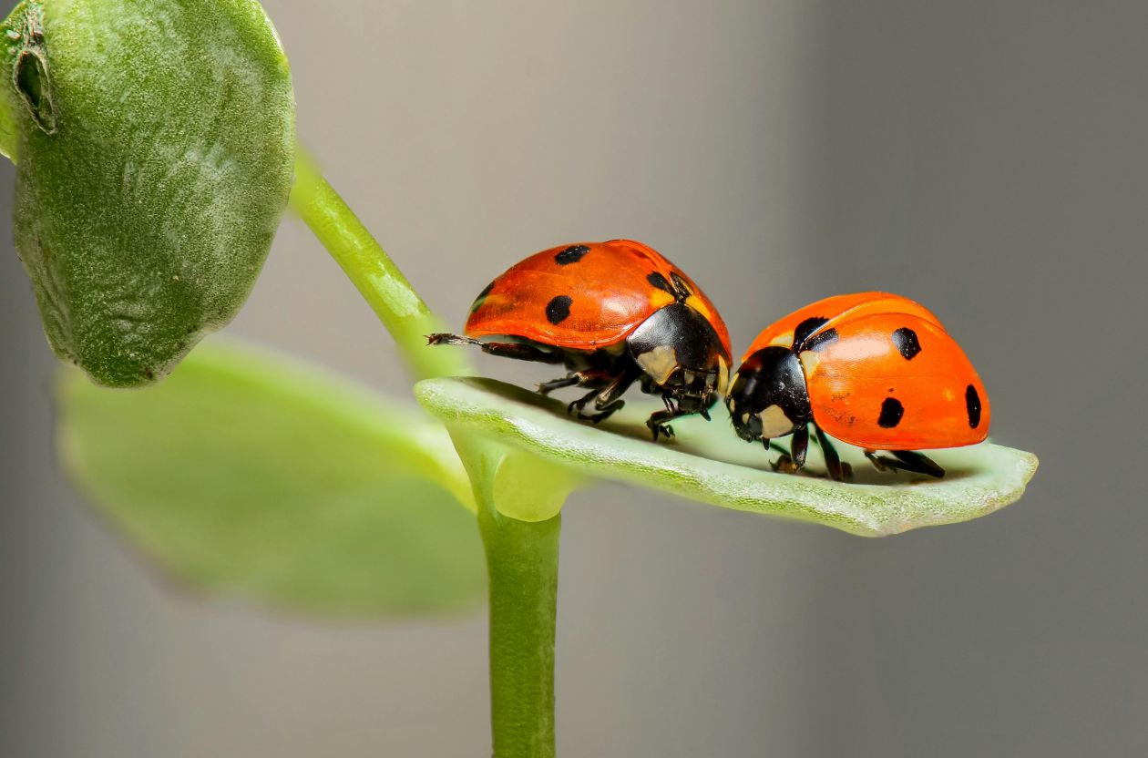 close up of lady bugs on a leaf