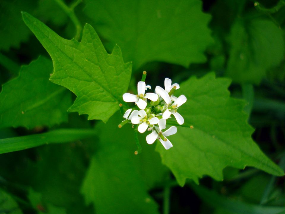 Alliaria Petiolata