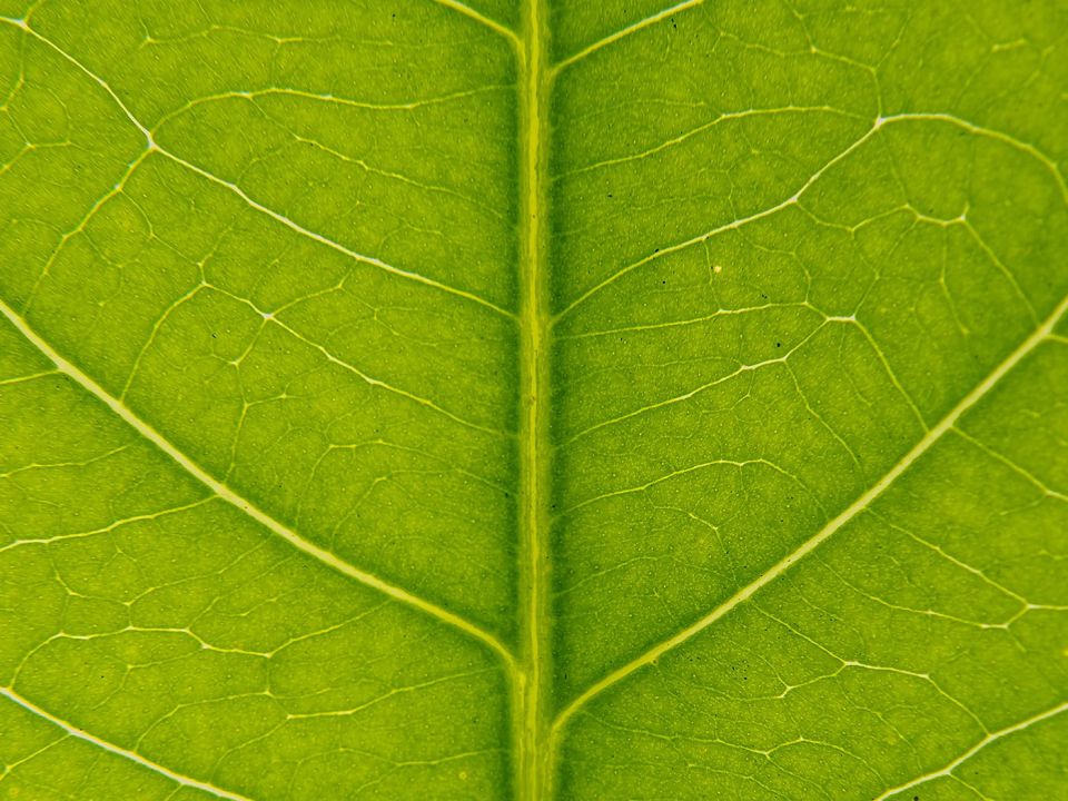 Leaf
