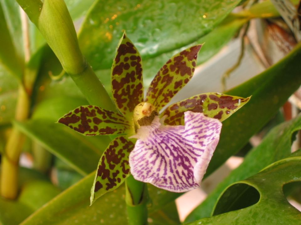 Zygopetalum crinitum