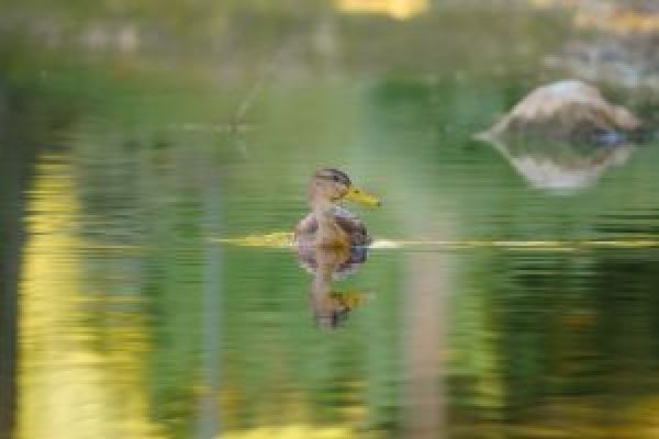 duck sitting in the water