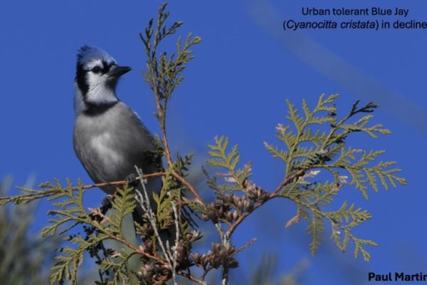 Blue Jay in tree