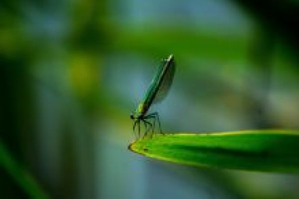 close up of insect on a leaf