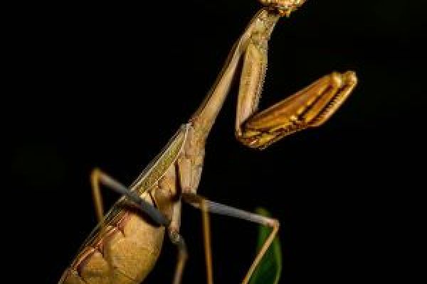 Upclose shot of praying mantis