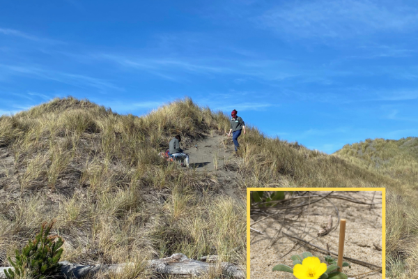 Graduate students conducting experiments on coastal dunes