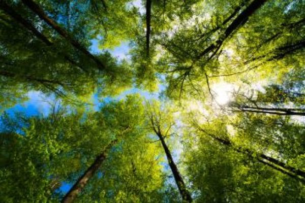 view of trees from the ground