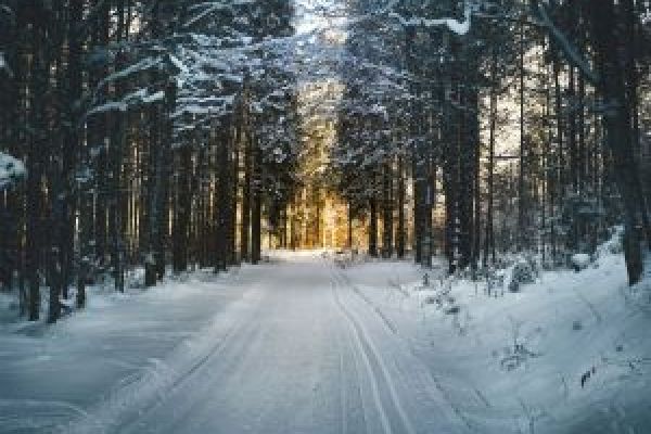 snowy road through a forest