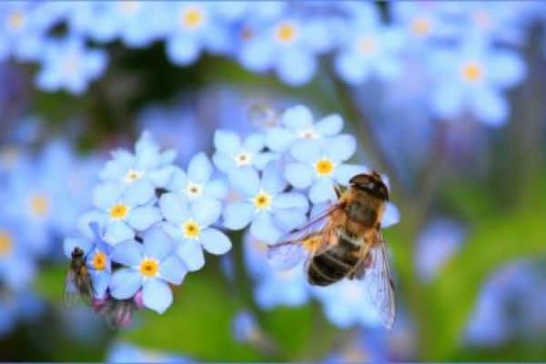 close up of a bee in blue flowers