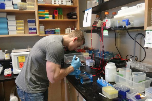 Working in Chin-Sang lab