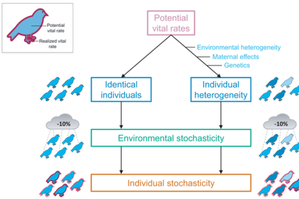 A conceptual framework for individual heterogeneity in vital rates.
