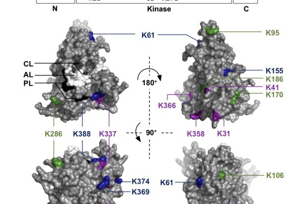 Identification of Ubiquitination Sites on Membrane-Associated Proteins in Arabidopsis