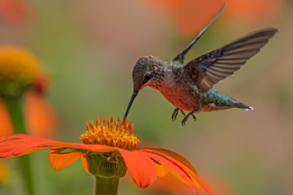 Hummingbird