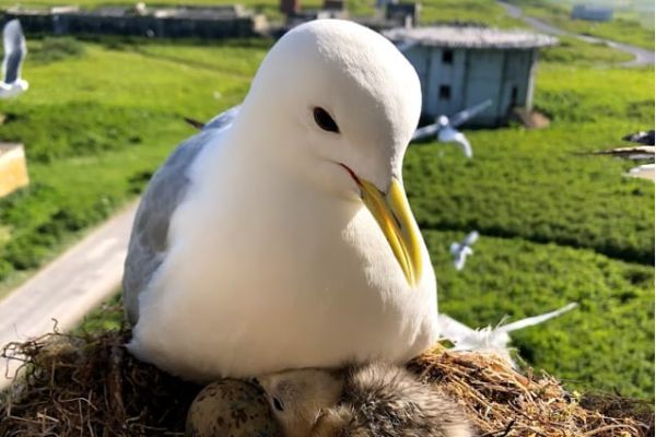 The Effects of Weather on Avian Growth and Implications for Adaptation to Climate Change