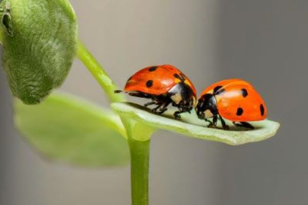 two lady bugs on a leaf